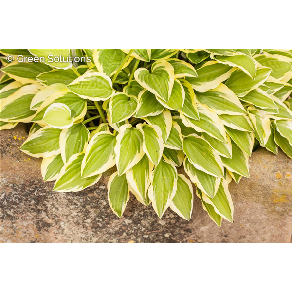 HOSTA GLAD RAGS 1G