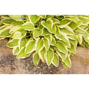 HOSTA GLAD RAGS 1G