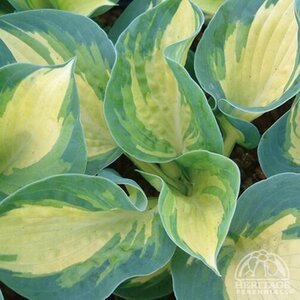 HOSTA GREAT EXPECTATIONS 1G