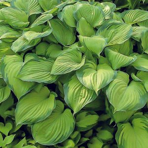 HOSTA GUACAMOLE 1G