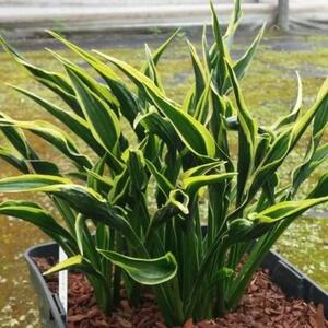 HOSTA HANDS UP 1G