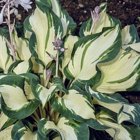 HOSTA HANS 1G