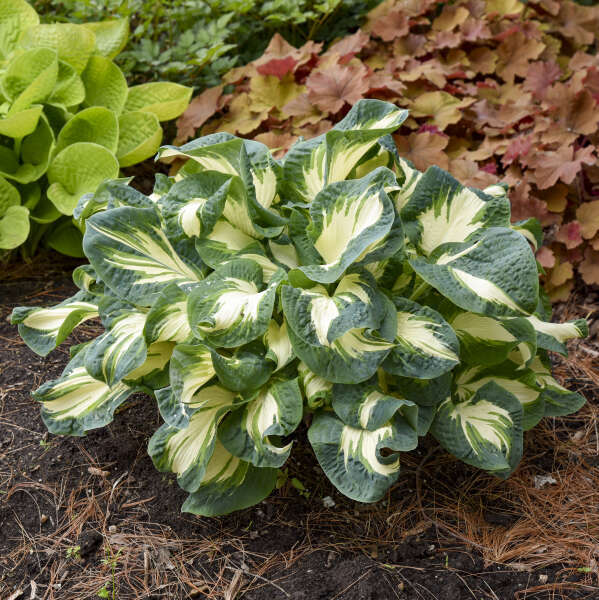 HOSTA HANS 2G