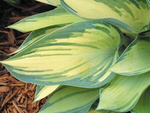 HOSTA JUNE 1G