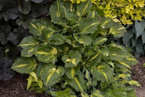 HOSTA LAKESIDE PAISLEY PRINT 1G