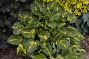 HOSTA LAKESIDE PAISLEY PRINT 1G