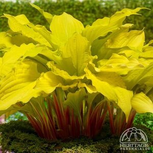 HOSTA LIPSTICK BLONDE 1G