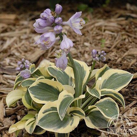 HOSTA MIGHTY MOUSE 4IN