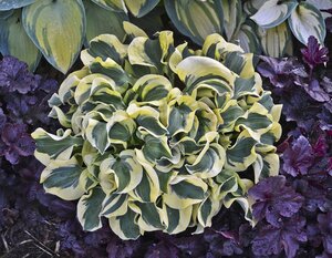 HOSTA MINI SKIRT 4IN