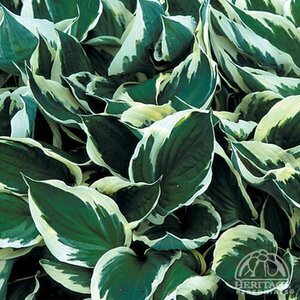 HOSTA MINUTEMAN 1G