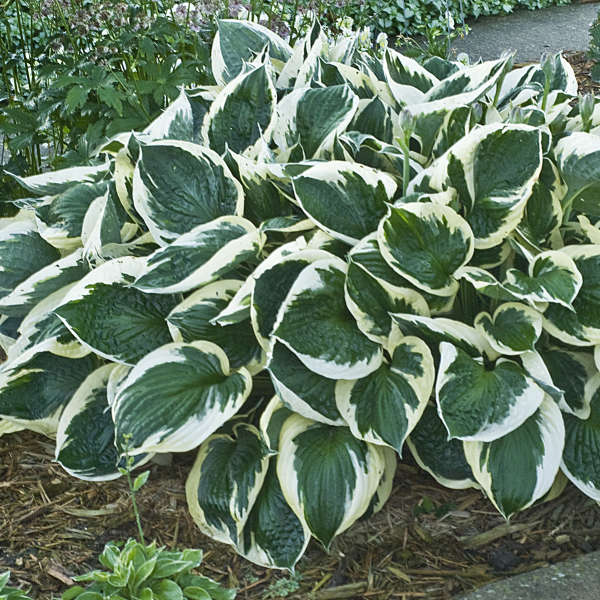 HOSTA MINUTEMAN 2G