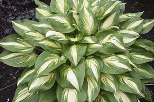 HOSTA MISS AMERICA 1G