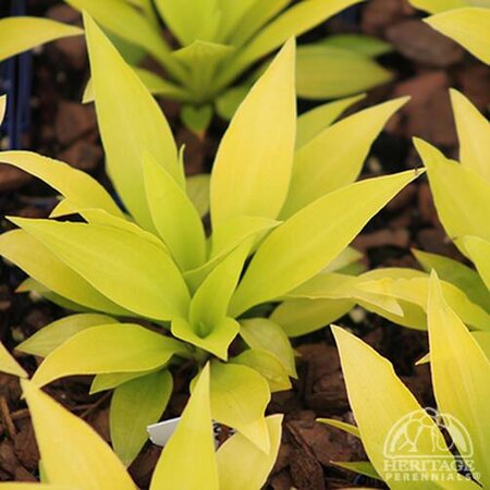 HOSTA MUNCHKIN FIRE 4IN