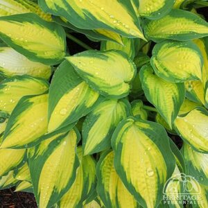 HOSTA ORANGE MARMALADE 1G