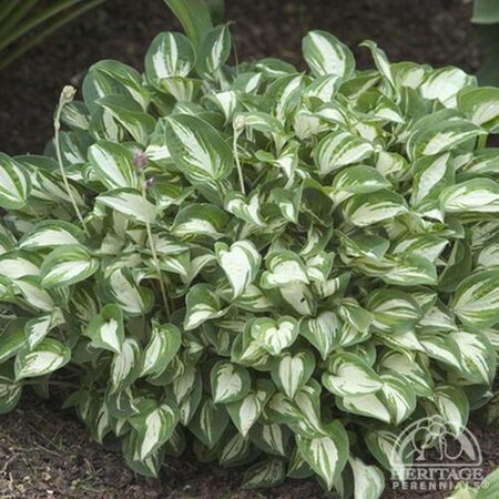 HOSTA PANDORA'S BOX 4INCH