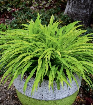 HOSTA PARTY STREAMERS 1G