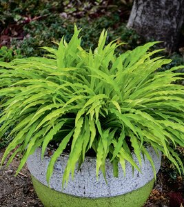 HOSTA PARTY STREAMERS 1G