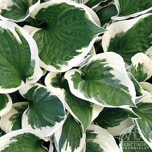 HOSTA PATRIOT 1G