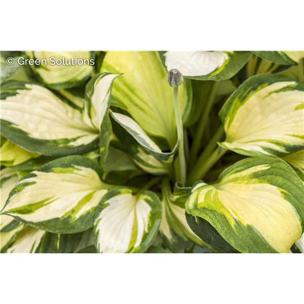 HOSTA PAUL REVERE 1G