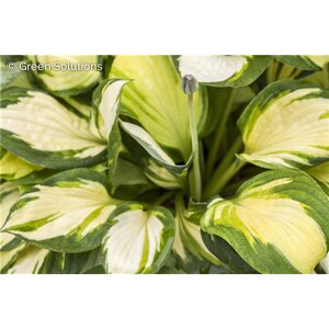 HOSTA PAUL REVERE 1G