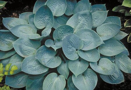 HOSTA PRAIRIE SKY 1G