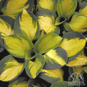 HOSTA PRAYING HANDS 1G