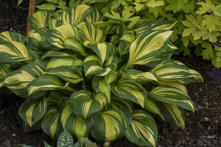 HOSTA RAINBOW'S END 1G