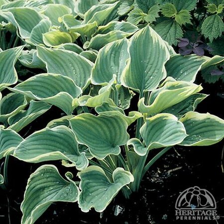HOSTA REGAL SPLENDOR 1G