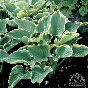 HOSTA REGAL SPLENDOR 1G