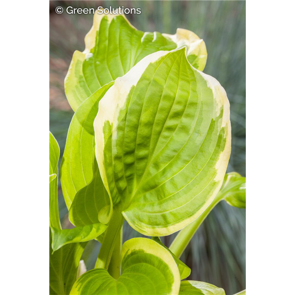 HOSTA SILK ROAD 1G