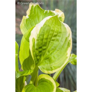 HOSTA SILK ROAD 1G