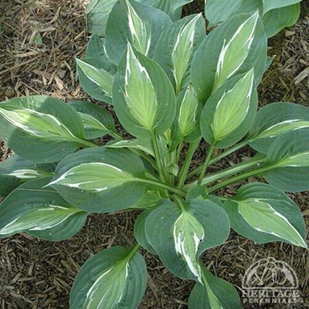HOSTA SNAKE EYES 1G