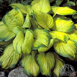 HOSTA STAINED GLASS 1G
