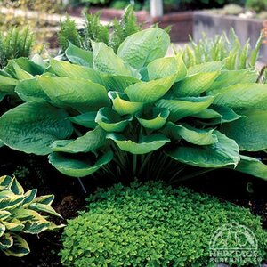 HOSTA SUM AND SUBSTANCE 2G