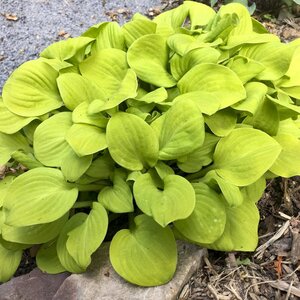 HOSTA SUN MOUSE 1G