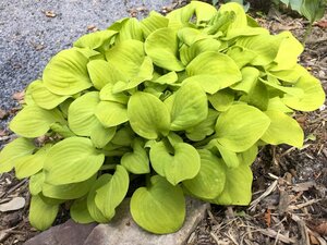 HOSTA SUN MOUSE 4IN