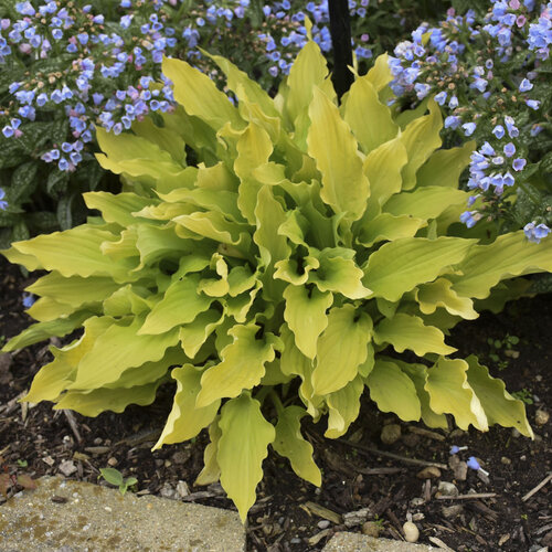 HOSTA TIME IN A BOTTLE 1G