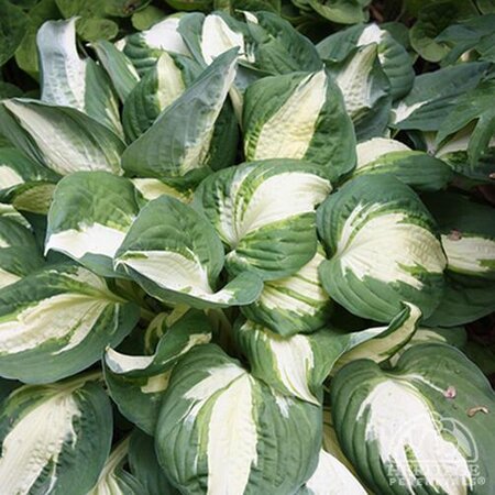 HOSTA VULCAN 1G