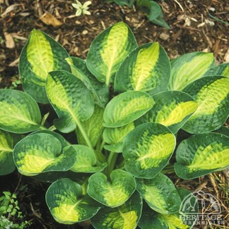 HOSTA WARWICK COMET 1G