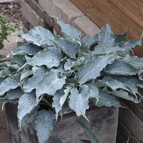 HOSTA WATERSLIDE 8INCH PW