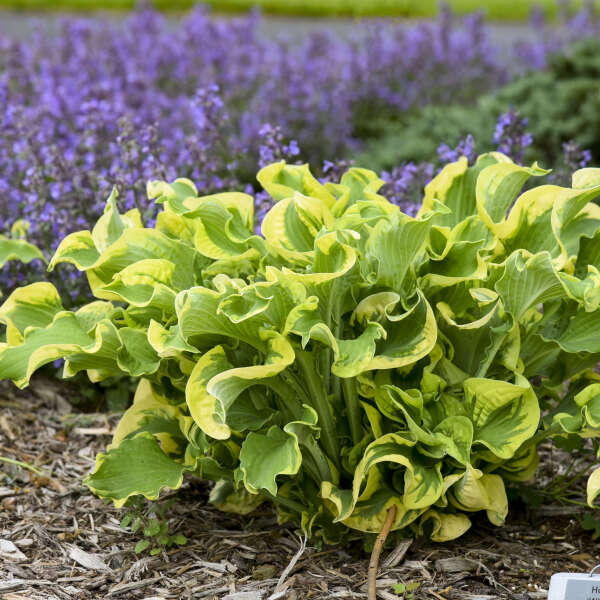 HOSTA WHEEE! 8IN PW