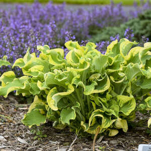HOSTA WHEEE! 8IN PW
