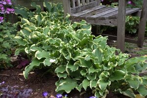 HOSTA WHEEE! PW 2G (M) green centre/cream margins ruffled