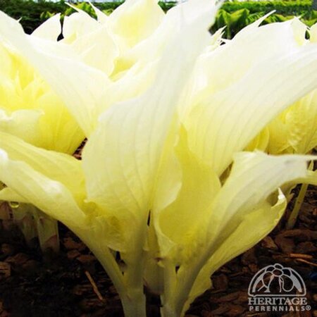 HOSTA WHITE FEATHER 1G