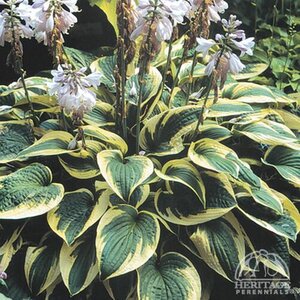 HOSTA WIDE BRIM 1G