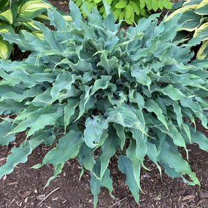 HOSTA WILD IMAGINATION 1G