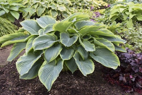 HOSTA WU-LA-LA 1G