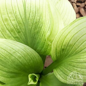 HOSTA ZEBRA STRIPES 1G