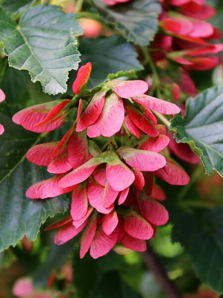 HOT WINGS MAPLE 100CM