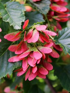 HOT WINGS MAPLE 150CM